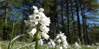 "Tufanbeyli Sümbülü" mest etti