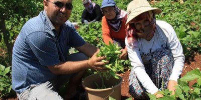 Ayşekadın fasulyesi "Ayşe hanım" oldu