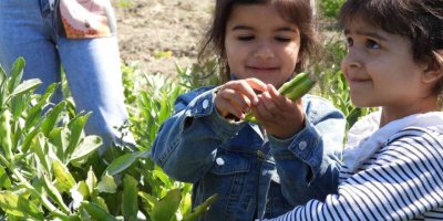 Hatay’da bakla hasadı başladı