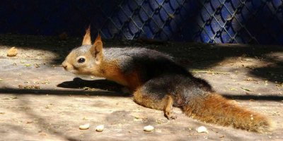 Arka ayaklarından felçli olarak bulunan sincap tedaviye alındı
