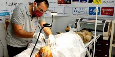 Sokak köpeğinin kalçasında oluşan tümör ameliyatla alındı