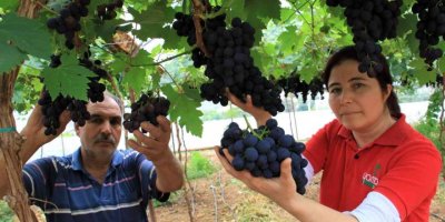 Turfanda siyah incide hasat zamanı... İlk talep turizm bölgelerinden