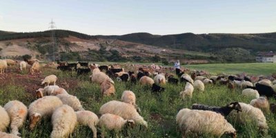 Kahramanmaraş’ta Göçerlerin Yayla Mesaisi Başladı