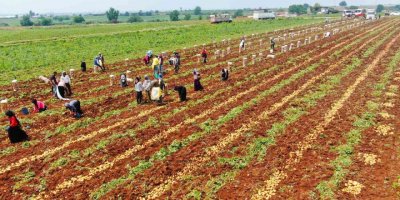 Patates üreticisinin yüzünü güldürdü