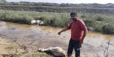 Ceviz büyüklüğündeki dolu, koyunları telef etti