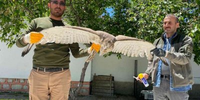 Yaralı şah kartalına şefkat eli uzandı