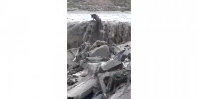 Sel sularında mahsur kalan tilkinin 11 dakikalık yaşam mücadelesi