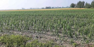 Osmaniye’de tarım arazileri doludan zarar gördü