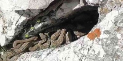 Tek ısırığı bile öldürmeye yetiyor, sürü halinde görüntülendiler