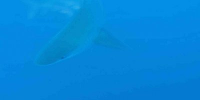 Profesörün köpekbalığı sürüsüyle yakın teması sualtı kamerasında