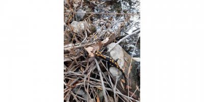 Koruma altındaki Türk semenderi görüntülendi