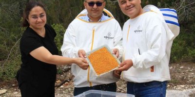 Kilosu 400 TL, milyonlarca arı 100 gramını bir günde topluyor