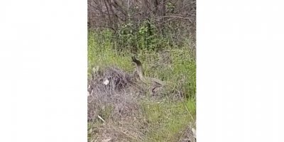 Türkiye’nin en zehirli yılanlarının çiftleşme dansı kamerada