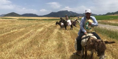 Arpa hasadı başladı, edeler at ve eşekleriyle yem sırasına girdi