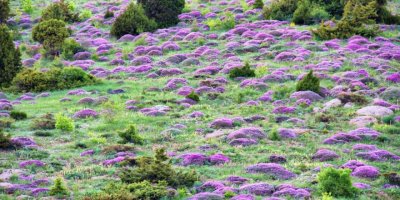 Kahramanmaraş’ta yaylaları keven çiçekleri kapladı