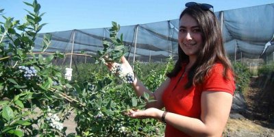 Tek tek elle toplanıyor, kilosu 360 TL’ye kadar çıkıyor