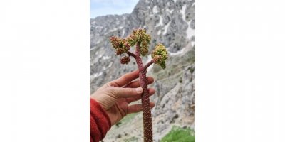 Işkın otu sofraların vazgeçilmezi oldu