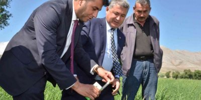 Süne ile mücadele için tarlalara 130 bin "arıcık" salındı