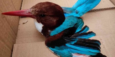 Nesli tükenen İzmir yalıçapkınını vurdular