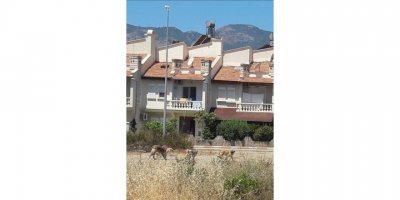 Bozyazı’da Sokak Köpekleri Tehlike Saçıyor