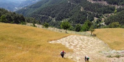 Teknolojinin giremediği köyde orakla buğday hasadı