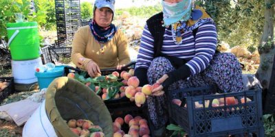 Erkenci şeftali üreticisinin yüzünü güldürdü