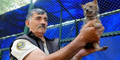 Osmaniye’de bulunan çakal yavrusu koruma altına alındı