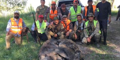 Kışın sürü halinde görüntülenen yaban domuzlarının peşine düştüler