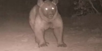 Bozayı, Burdur’da ikinci kez fotokapana yansıdı