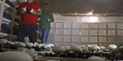 Yaz ayları fırın gibi olan cam serada, soğutucu klima olmadan kültür mantarı yetiştirdiler