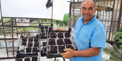 Sadece 5 dekardan 25 günde 300 bin lira kazanıyor