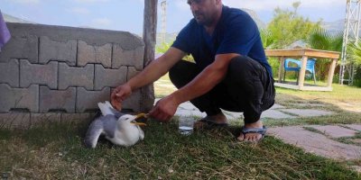 Hatay’da yaralı gümüş martıya vatandaş şefkati