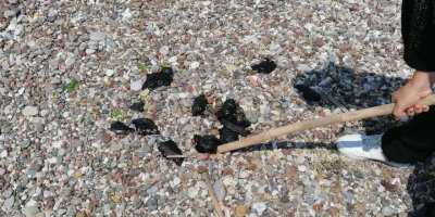 Manavgat’ta ölü deniz tavşanları sahile vurdu