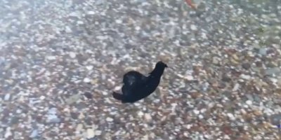 Prof. Dr. Gökoğlu’ndan sahile kadar gelen deniz tavşanlarıyla ilgili açıklama