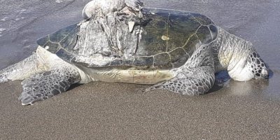 Hatay’da ölü yeşil deniz kaplumbağası bulundu