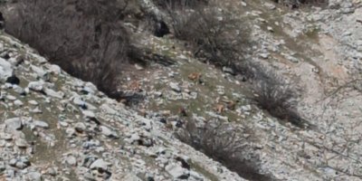 Sürü halindeki alageyikler kamerada