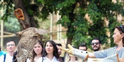 Tedavi edilen yırtıcı kuşlar doğaya bırakıldı