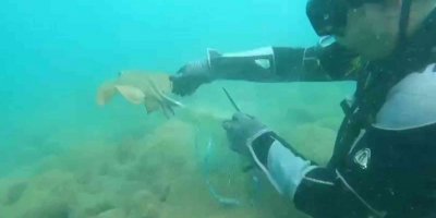 Denizi temizlemek için daldılar, ağlara takılmış vatozu kurtardılar