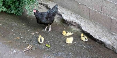 Ördek yavrularına annelik yapan tavuk