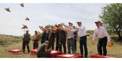 Kahramanmaraş’ta yetiştirilen kekliler yurdun dört bir yanına doğayla buluşuyor