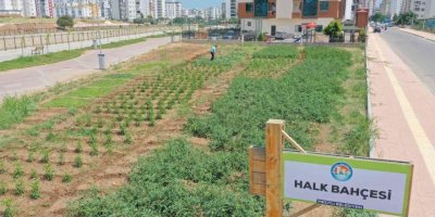 Bu bahçeden sebze toplamak ücretsiz