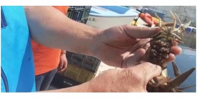 Isparta’da 500 kilogram canlı kerevit ele geçirildi