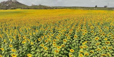 Çiçek açan ayçiçeği tarlaları görsel şölen sundu