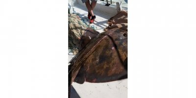 Mersin’de balıkçılar 200’er kiloluk 2 vatoz yakaladı