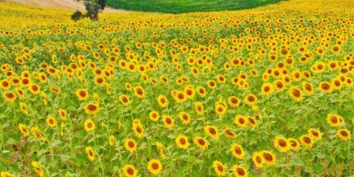 Ayçiçeği üreticisi yağmur bekliyor