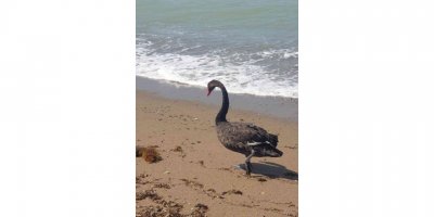 Koruma altındaki Siyah Kuğu, Türkiye’de ikinci kez Antalya’da görüldü