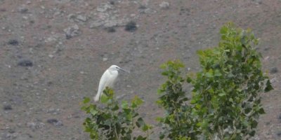 Elbistan’da "küçük ak balıkçıl" objektiflere takıldı