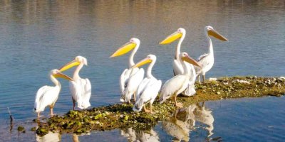 Kahramanmaraş’ta pelikanların göç yolculuğu