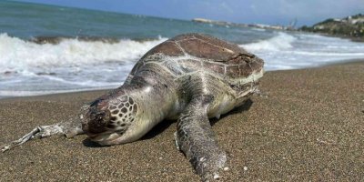 Hatay’da ölü caretta caretta sahile vurdu