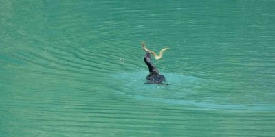 Manavgat Irmağı’nda balıkçıl ile yılan balığının mücadelesi